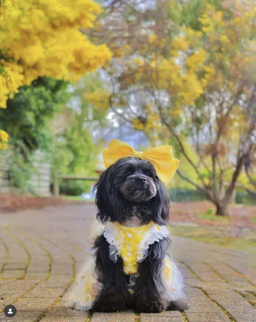 dog posing near flowers